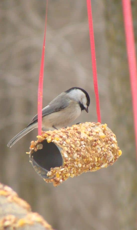 TOILET ROLL TUBE FEEDER