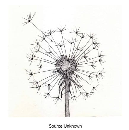 Dandelion