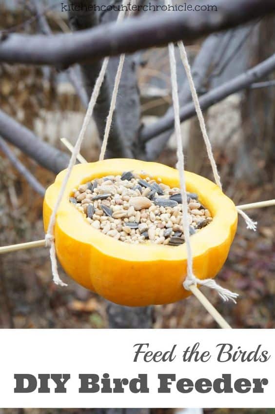 CARVED PUMPKIN FEEDER