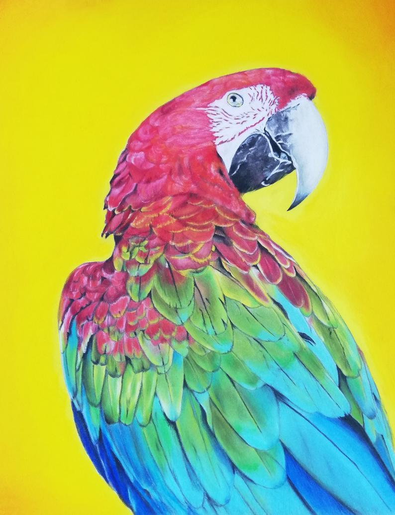 Pet Drawing